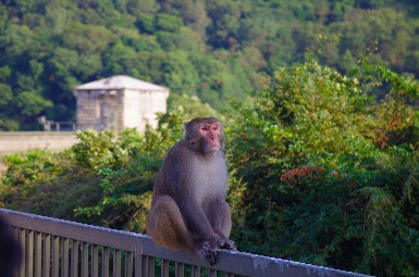 Monkeys in Hong Kong