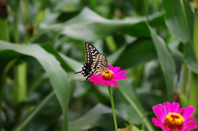 A butterfly is taking rest